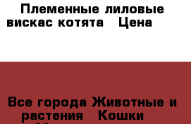 Племенные лиловые вискас котята › Цена ­ 7 000 - Все города Животные и растения » Кошки   . Мордовия респ.